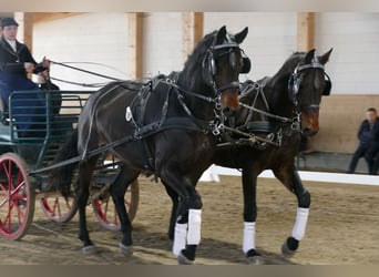 Trakehner, Ruin, 5 Jaar, 171 cm, Donkerbruin