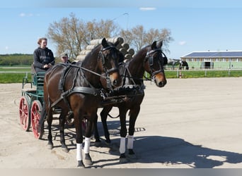 Trakehner, Ruin, 5 Jaar, 171 cm, Donkerbruin