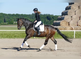 Trakehner, Ruin, 5 Jaar, 171 cm, Donkerbruin