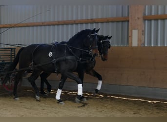 Trakehner, Ruin, 5 Jaar, 171 cm, Donkerbruin