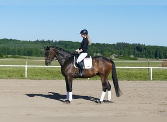 Trakehner, Ruin, 5 Jaar, 171 cm, Donkerbruin