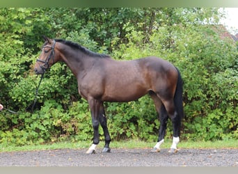 Trakehner, Ruin, 5 Jaar, 171 cm, Donkerbruin