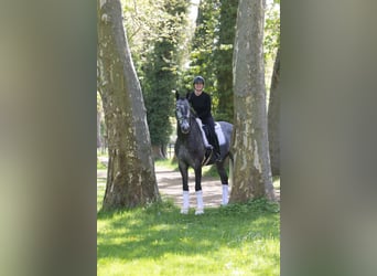 Trakehner, Ruin, 5 Jaar, 171 cm, Schimmel
