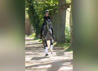 Trakehner, Ruin, 5 Jaar, 171 cm, Schimmel