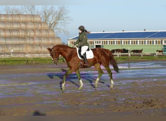 Trakehner, Ruin, 5 Jaar, 172 cm, Donkere-vos