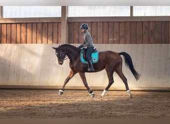 Trakehner, Ruin, 5 Jaar, 173 cm, Bruin