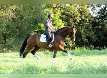 Trakehner, Ruin, 5 Jaar, 173 cm, Donkerbruin