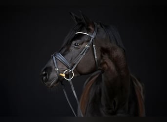Trakehner, Ruin, 5 Jaar, 174 cm, Zwart