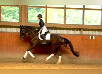 Trakehner, Ruin, 5 Jaar, 176 cm, Zwartbruin