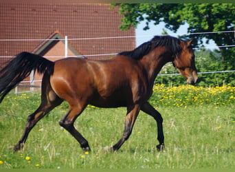 Trakehner, Ruin, 5 Jaar, Bruin