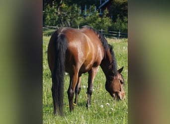 Trakehner, Ruin, 5 Jaar, Bruin