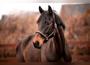 Trakehner, Ruin, 6 Jaar, 161 cm, Brauner