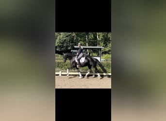 Trakehner, Wallach, 6 Jahre, 162 cm, Rappe