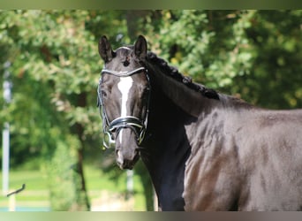 Trakehner, Wallach, 6 Jahre, 162 cm, Rappe