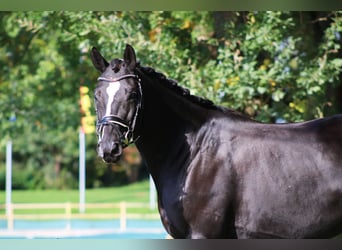 Trakehner, Wallach, 6 Jahre, 162 cm, Rappe