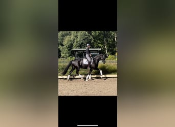 Trakehner, Wallach, 6 Jahre, 162 cm, Rappe