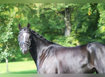 Trakehner, Wallach, 6 Jahre, 162 cm, Rappe