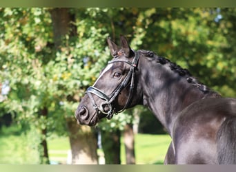 Trakehner, Wallach, 6 Jahre, 162 cm, Rappe