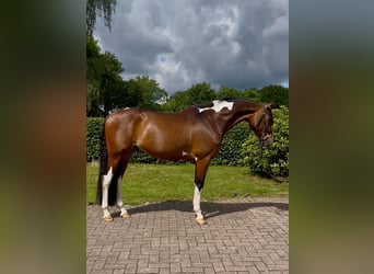 Trakehner, Ruin, 6 Jaar, 163 cm, Gevlekt-paard