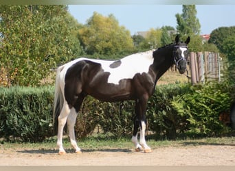 Trakehner, Ruin, 6 Jaar, 164 cm, Gevlekt-paard