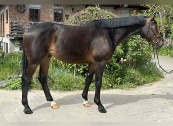 Trakehner, Ruin, 6 Jaar, 165 cm, Brauner