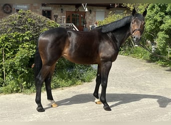 Trakehner, Ruin, 6 Jaar, 165 cm, Brauner