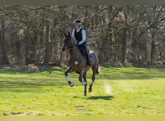 Trakehner, Ruin, 6 Jaar, 165 cm, Donkerbruin
