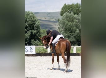 Trakehner, Ruin, 6 Jaar, 166 cm, Donkere-vos