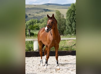 Trakehner, Ruin, 6 Jaar, 166 cm, Donkere-vos