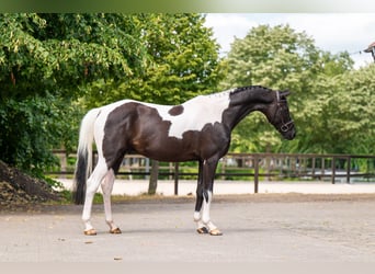 Trakehner, Ruin, 6 Jaar, 166 cm