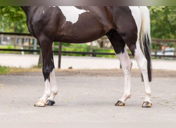 Trakehner, Ruin, 6 Jaar, 166 cm