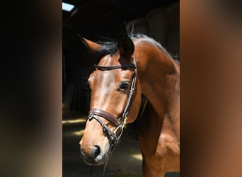 Trakehner, Ruin, 6 Jaar, 167 cm, Bruin