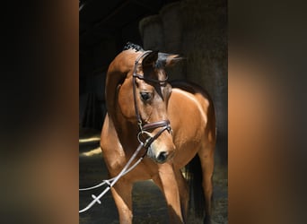 Trakehner, Ruin, 6 Jaar, 167 cm, Bruin