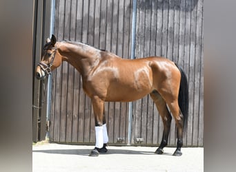 Trakehner, Ruin, 6 Jaar, 167 cm, Bruin