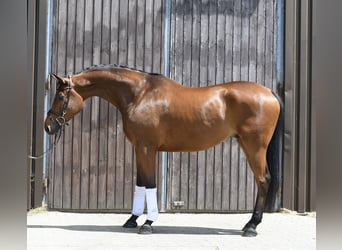 Trakehner, Ruin, 6 Jaar, 167 cm, Bruin