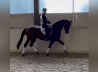 Trakehner, Ruin, 6 Jaar, 167 cm, Bruin