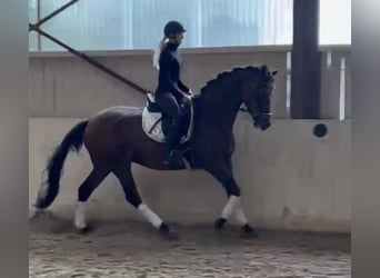 Trakehner, Ruin, 6 Jaar, 167 cm, Bruin