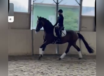 Trakehner, Ruin, 6 Jaar, 167 cm, Bruin