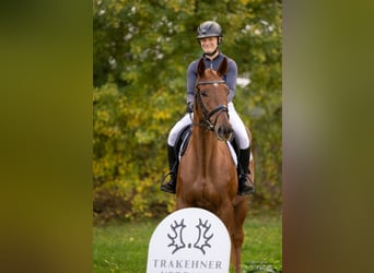 Trakehner, Ruin, 6 Jaar, 167 cm, Donkere-vos