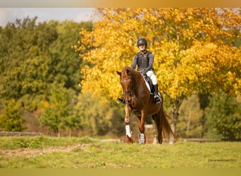 Trakehner, Ruin, 6 Jaar, 167 cm, Donkere-vos