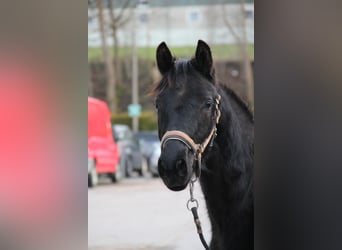 Trakehner, Ruin, 6 Jaar, 167 cm, Zwartbruin