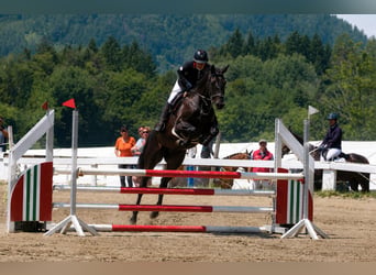 Trakehner, Ruin, 6 Jaar, 167 cm, Zwartbruin