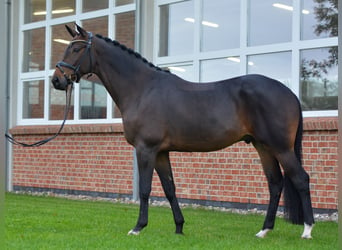 Trakehner, Ruin, 6 Jaar, 168 cm, Bruin