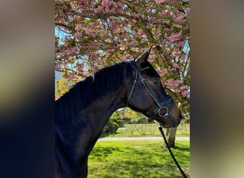 Trakehner, Ruin, 6 Jaar, 170 cm, Donkerbruin