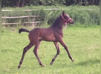 Trakehner, Ruin, 6 Jaar, 171 cm, Donkerbruin