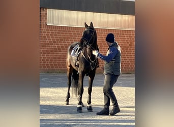 Trakehner, Ruin, 6 Jaar, 171 cm, Donkerbruin