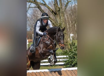 Trakehner, Ruin, 6 Jaar, 171 cm, Donkerbruin