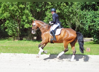Trakehner, Ruin, 6 Jaar, 173 cm, Donkerbruin