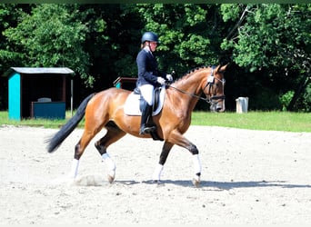 Trakehner, Ruin, 6 Jaar, 173 cm, Donkerbruin