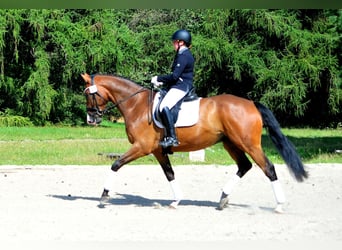 Trakehner, Ruin, 6 Jaar, 173 cm, Donkerbruin